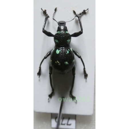 Metapocyrtus elegans Waterhouse, 1842 female Philippines77b